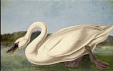 Common American Swan by John James Audubon